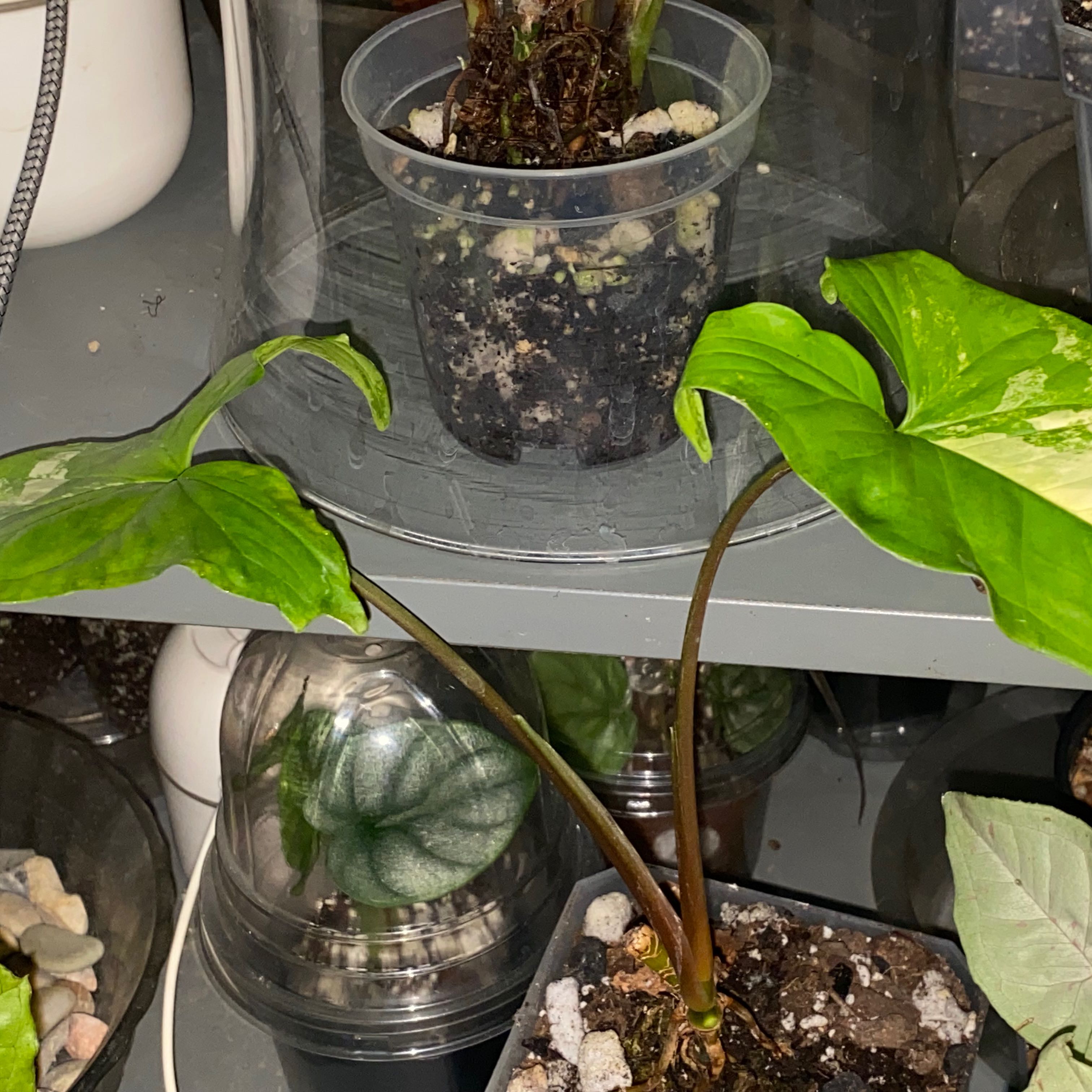 Syngonium aurea plant with two prominent leaves in a plastic container, visible soil, and other plants in the background.