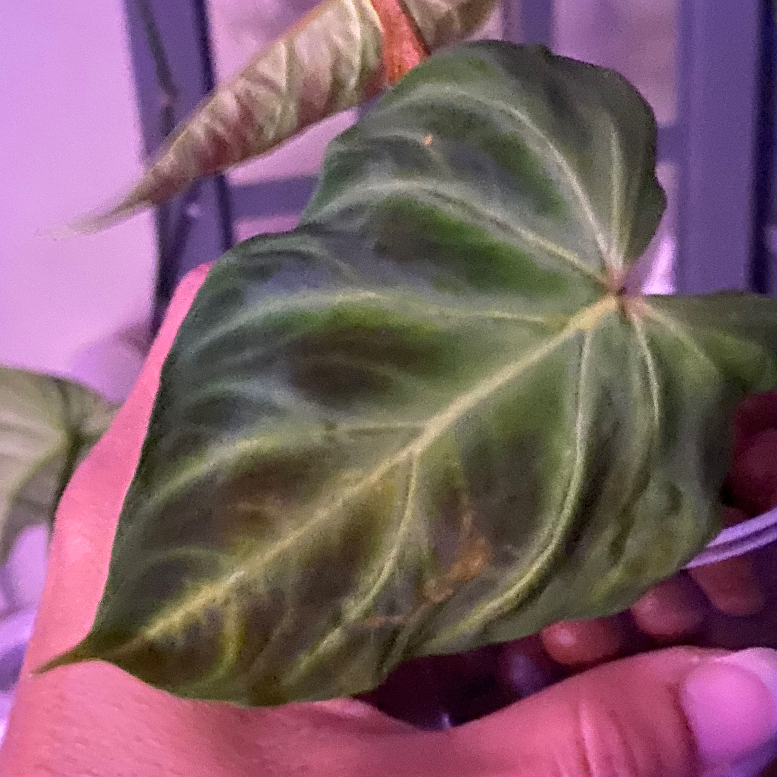 Photo of the plant species Philodendron verrucosum 'J.C.L.' by @Michelle5986 named Remington on Greg, the plant care app