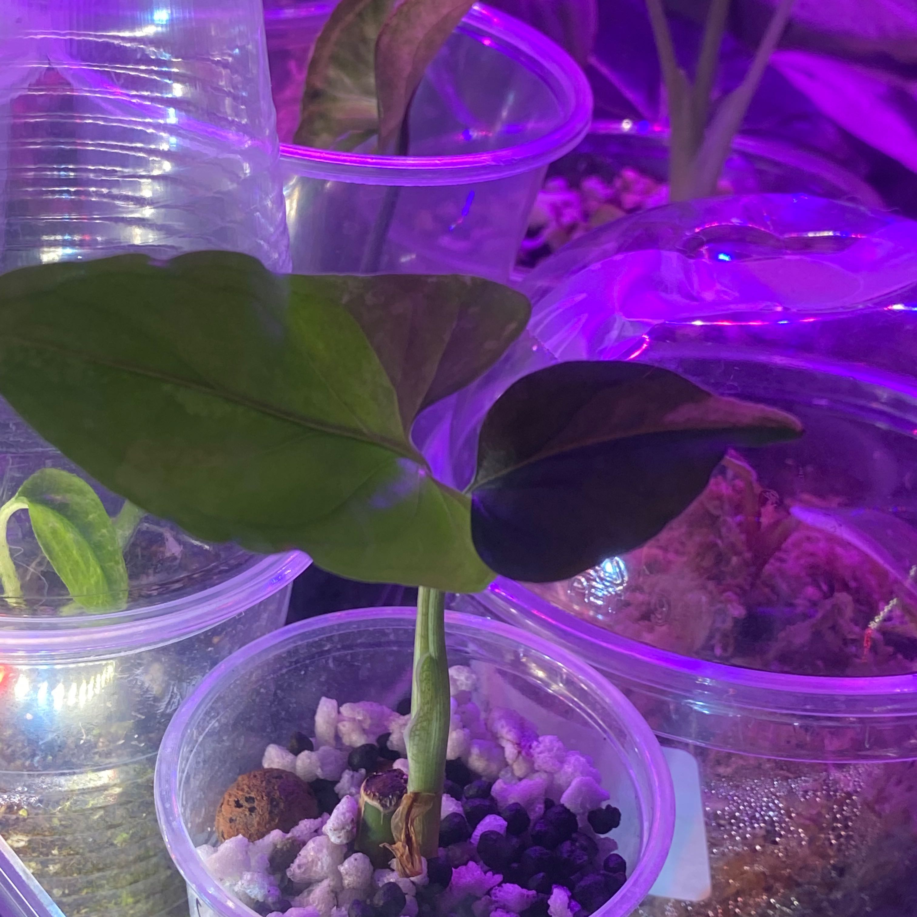 Photo of the plant species faustina mint by @Michelle5986 named Robert Plant on Greg, the plant care app