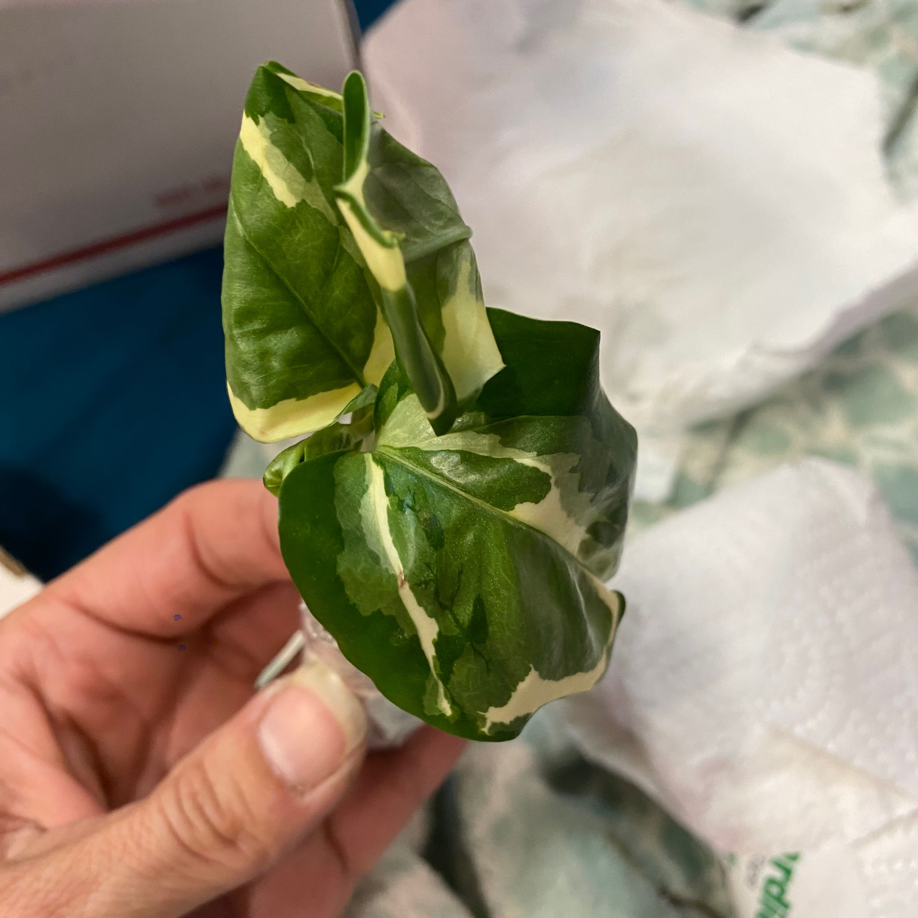 Glacier Pothos plant with variegated leaves held by a hand.