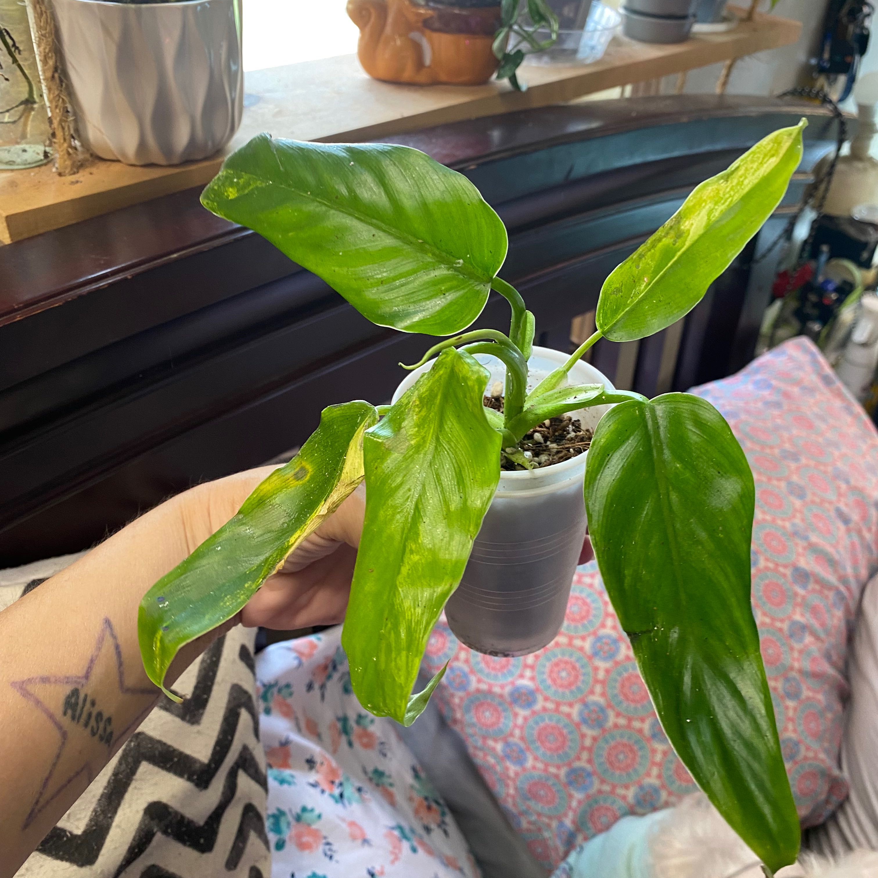 Variegated Philodendron plant with yellowing leaves held by a hand, household items in the background.