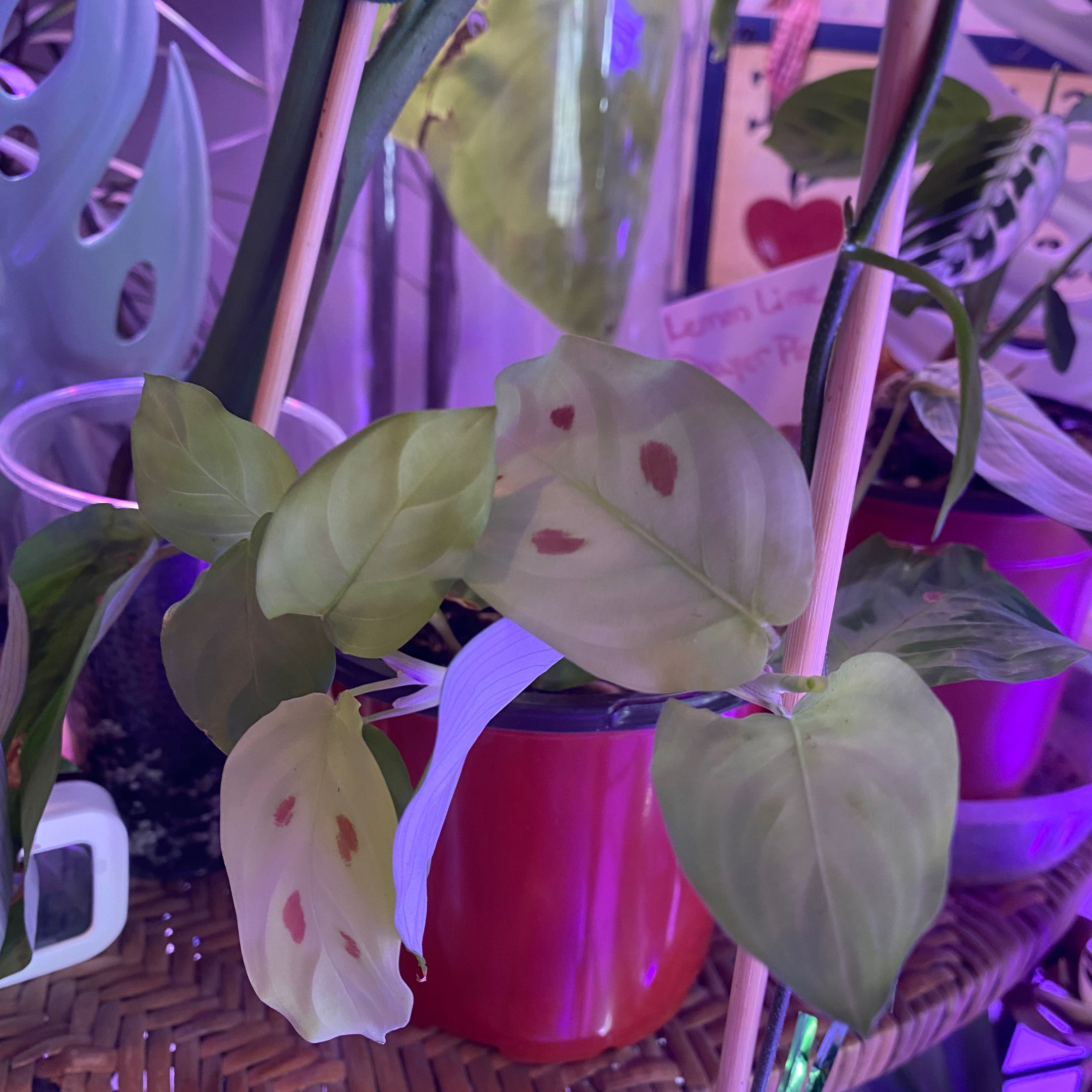Photo of the plant species Rabbit Tracks by @Michelle5986 named Planty on Greg, the plant care app