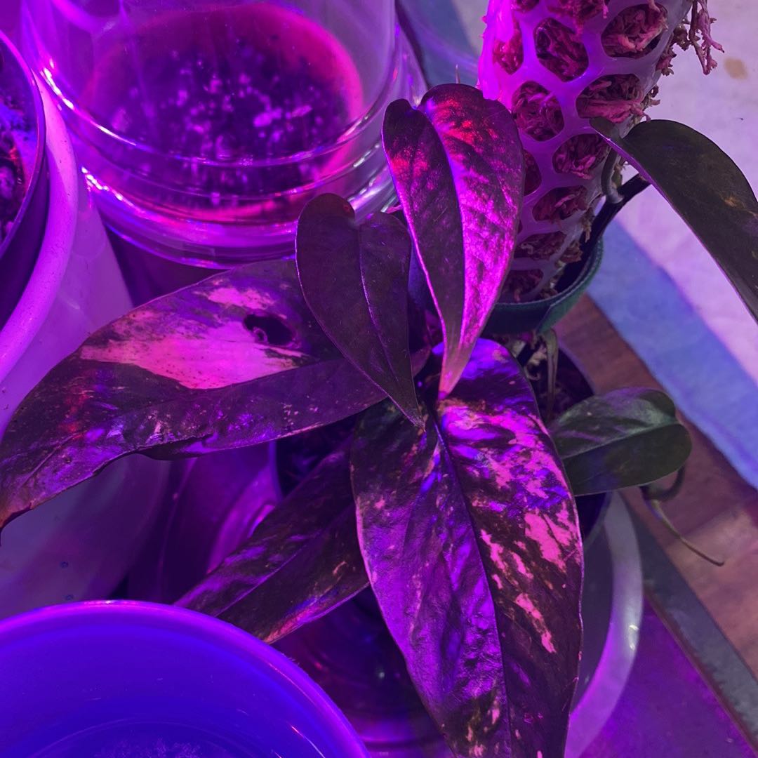 Variegated Epipremnum pinnatum plant under purple lighting with variegated leaves.