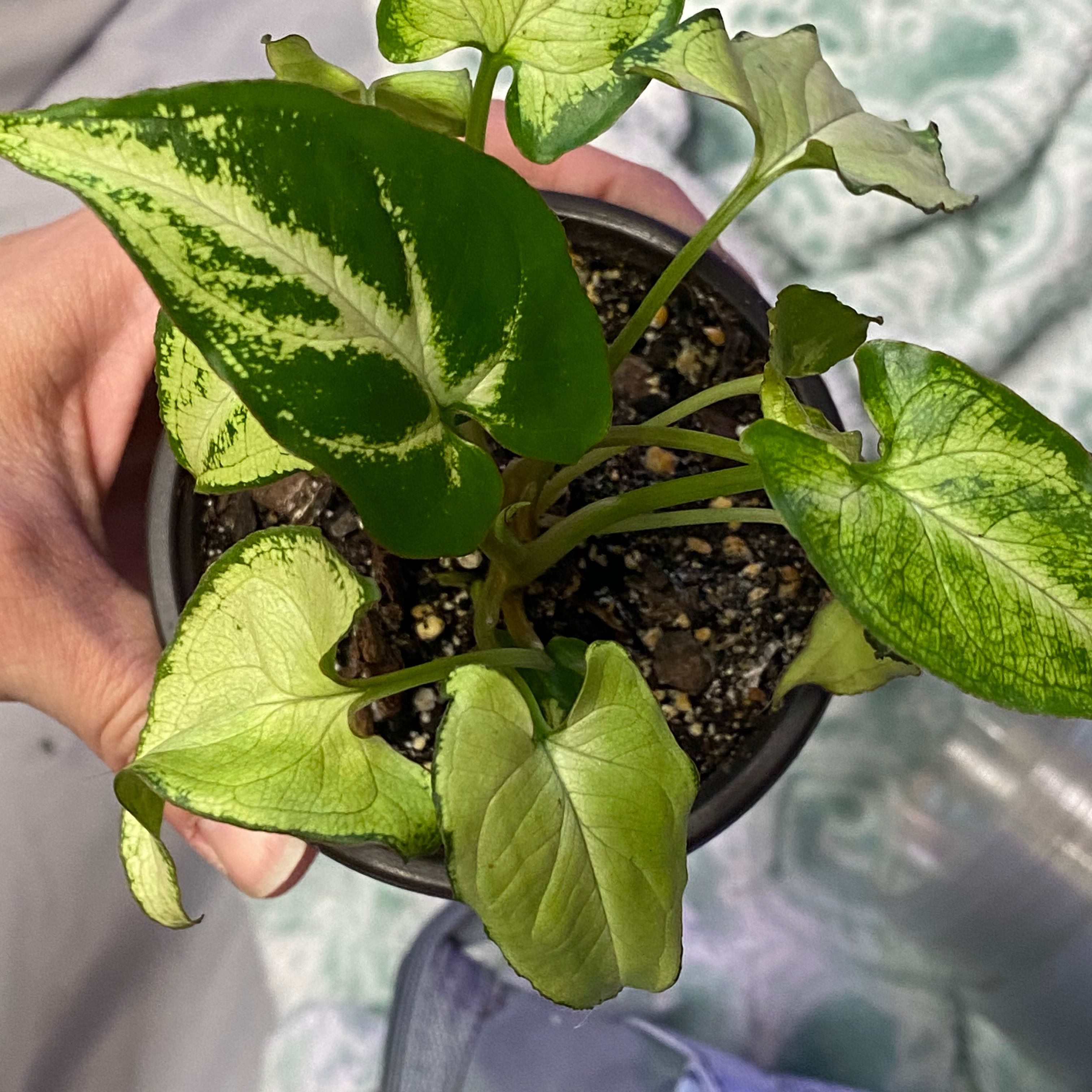 Photo of the plant species Syngonium 'Randy' by @Michelle5986 named Bieber on Greg, the plant care app