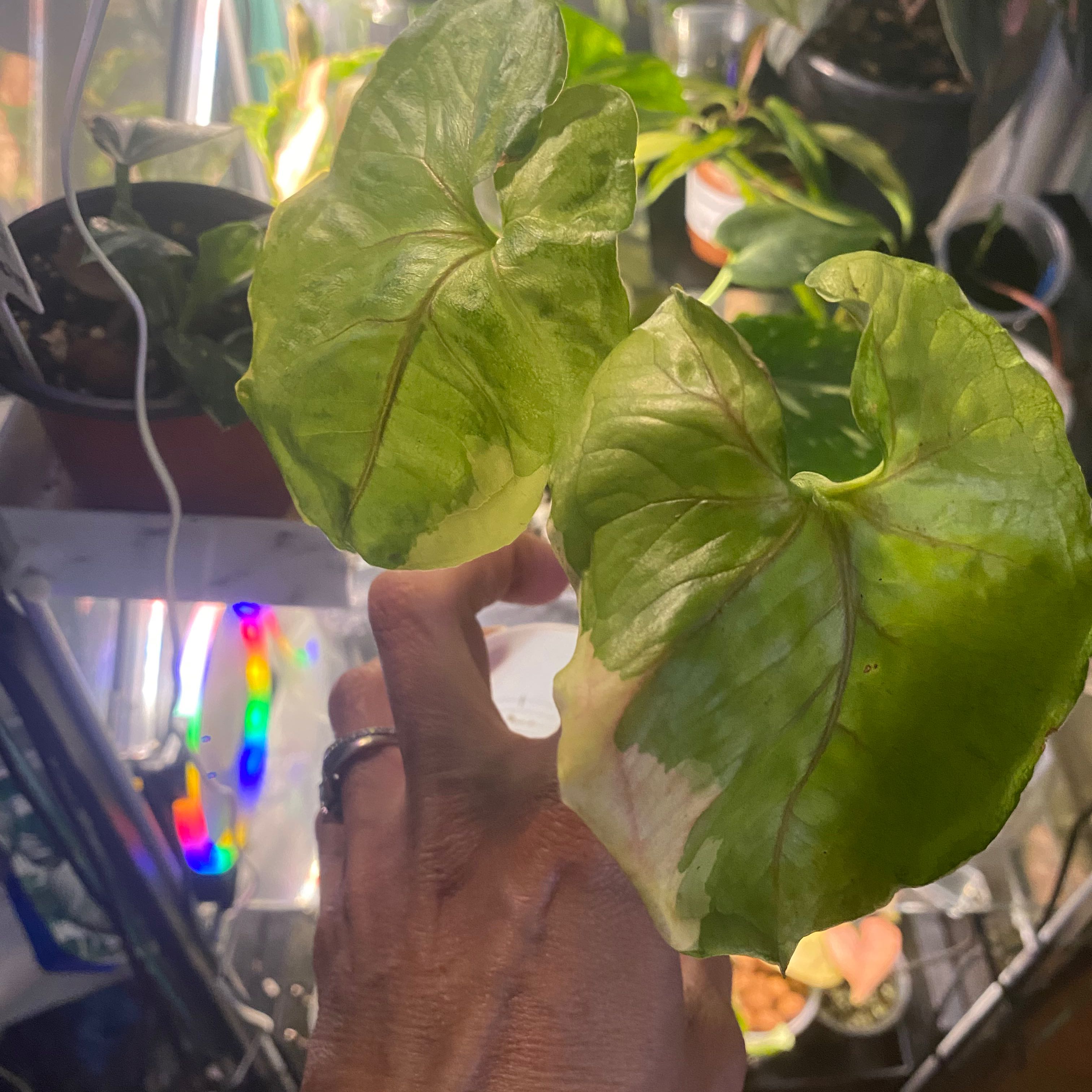 Photo of the plant species Mango Allusion Arrowhead Plant by @Michelle5986 named Eva on Greg, the plant care app