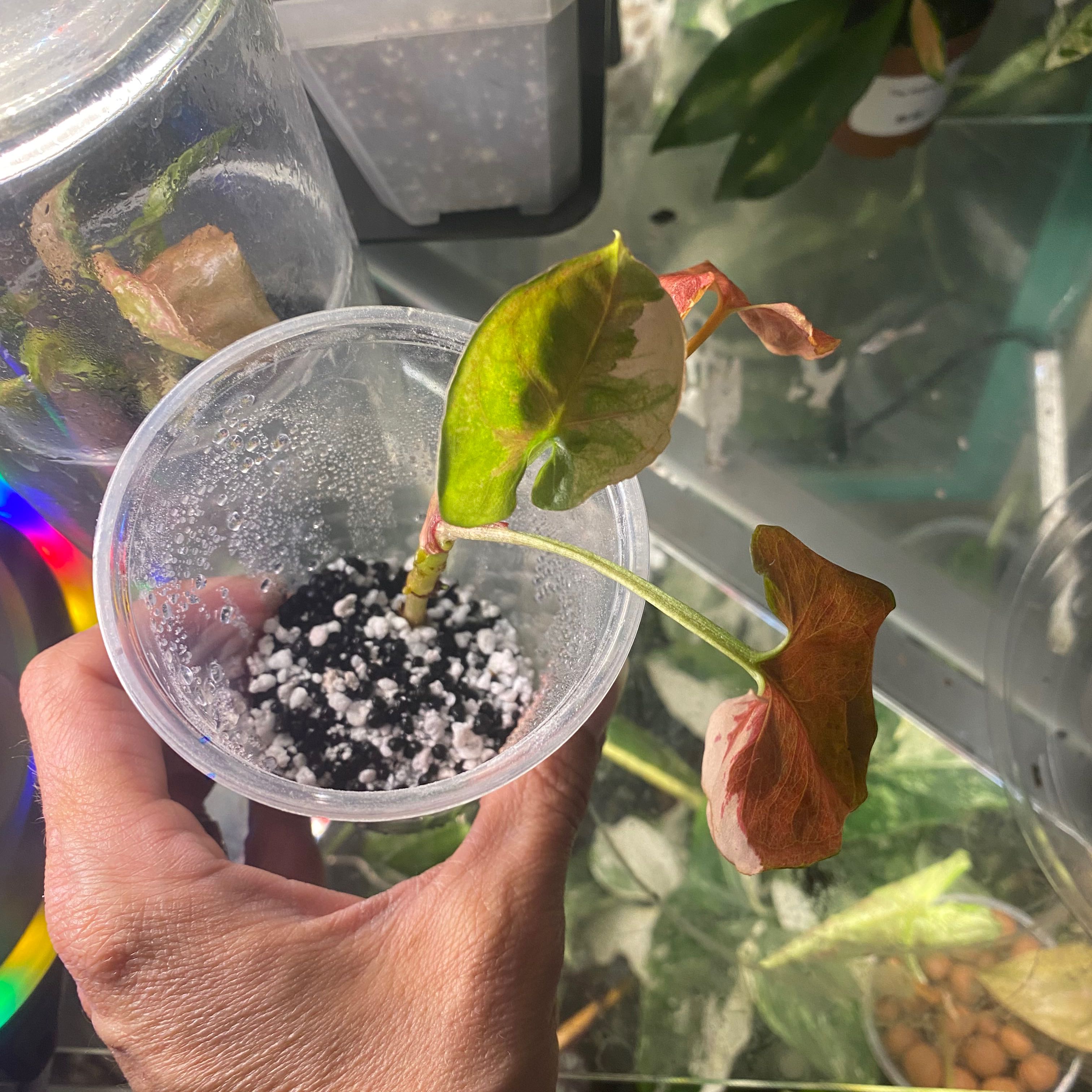 Photo of the plant species Strawberry Ice Galaxy Arrowhead Plant by @Michelle5986 named Madonna on Greg, the plant care app