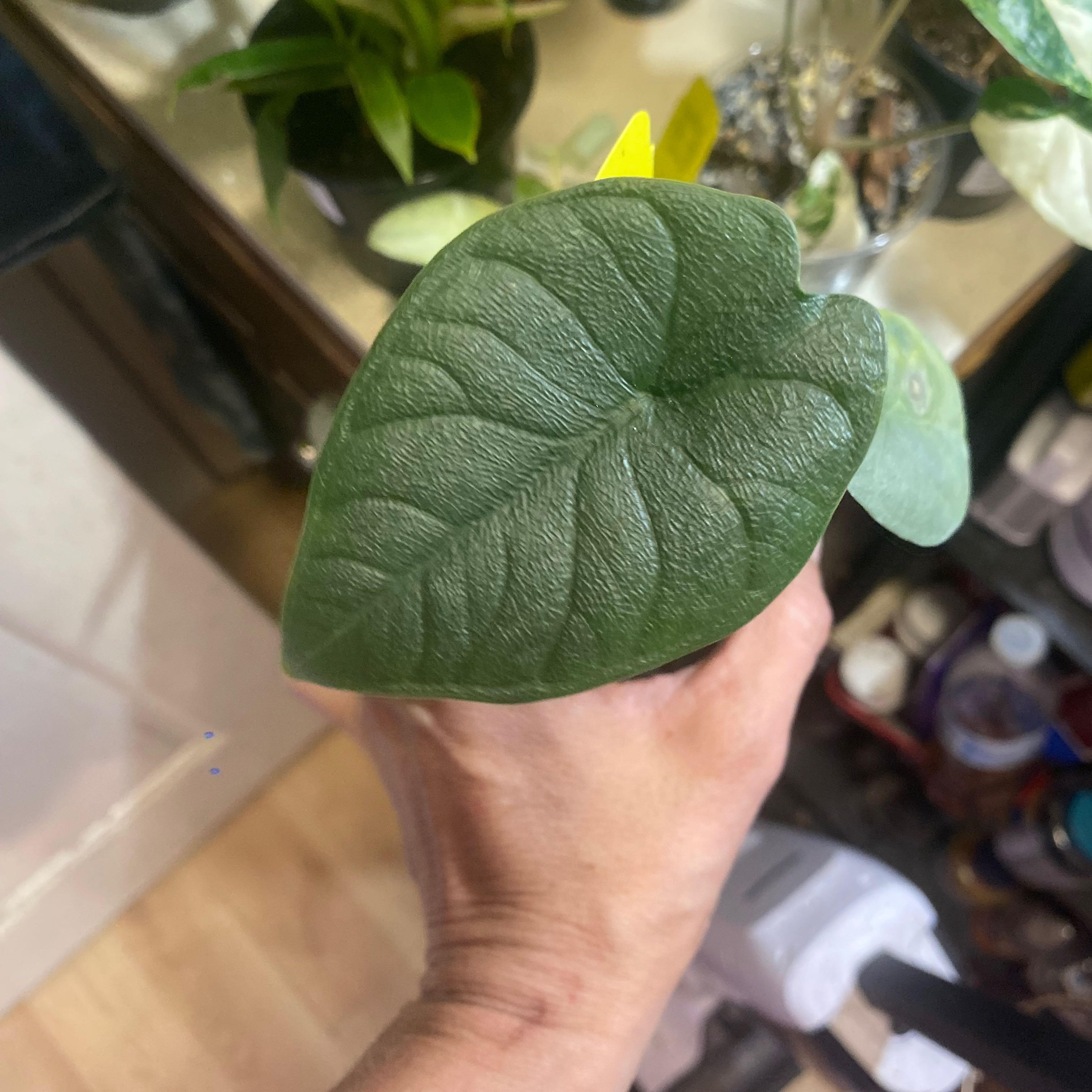 Photo of the plant species alocasia rhino skin by @Michelle5986 named Curie on Greg, the plant care app