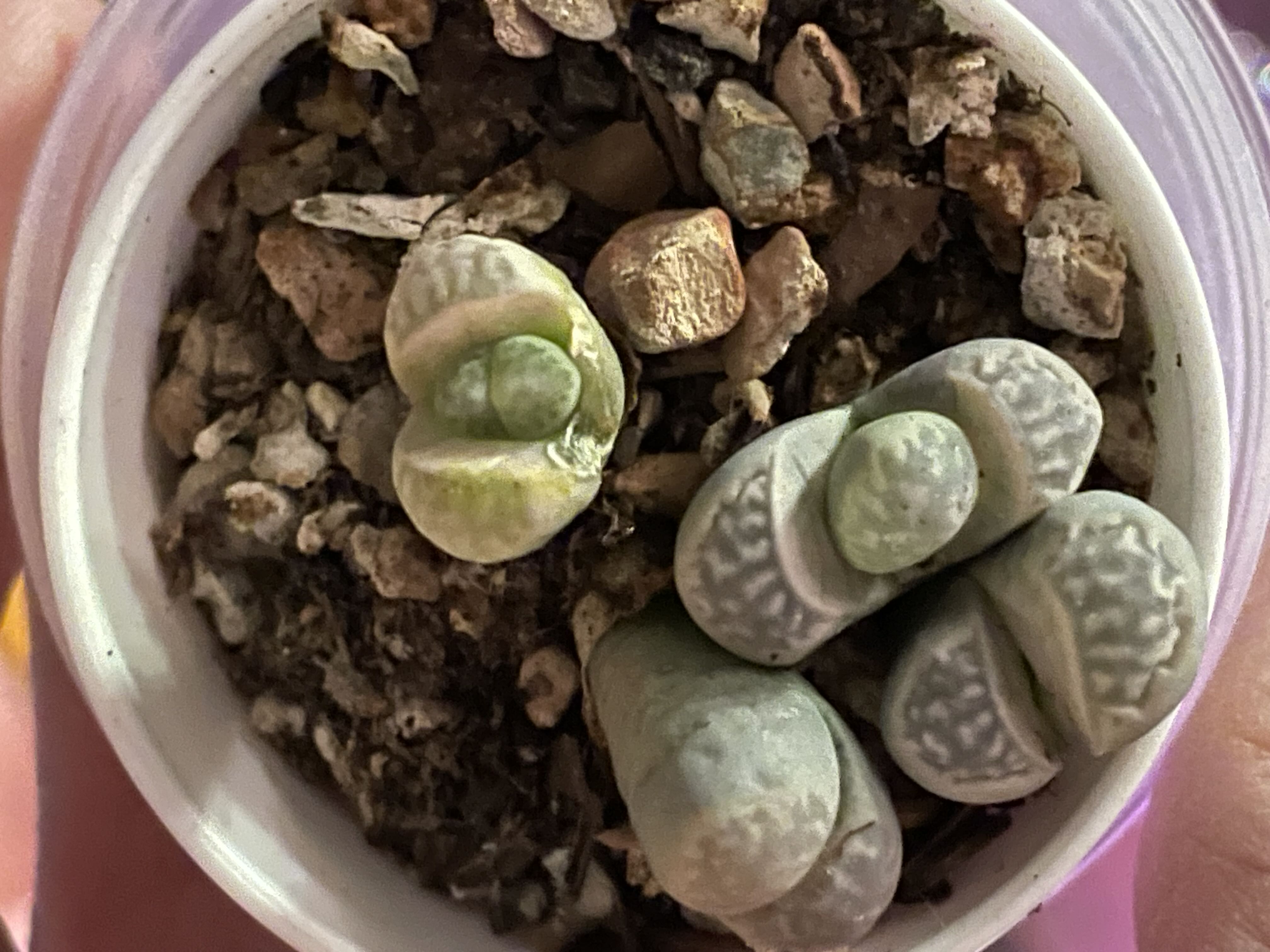 Living Stones Plant Care: Water, Light, Nutrients | Greg App 🌱