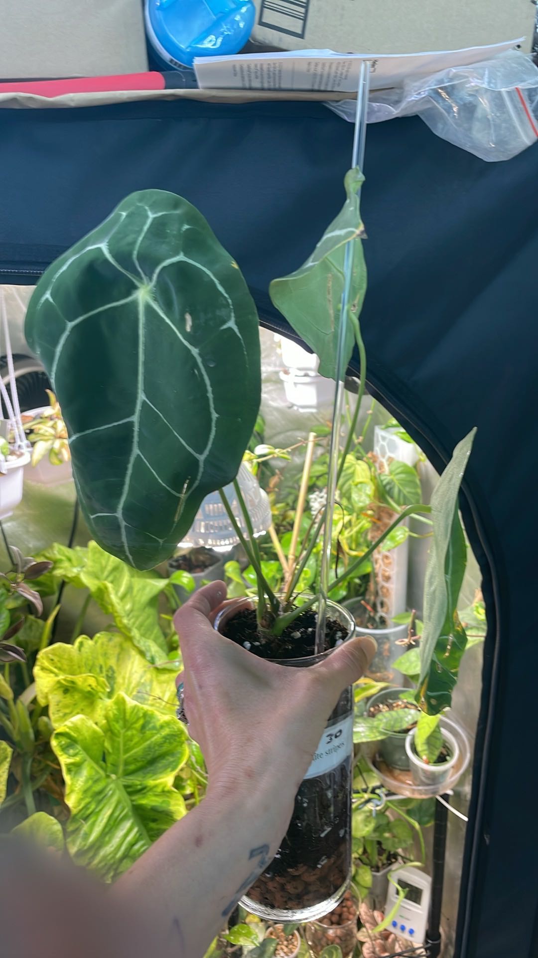 Why Are There Brown Spots on My Anthurium peltigerum Leaves?