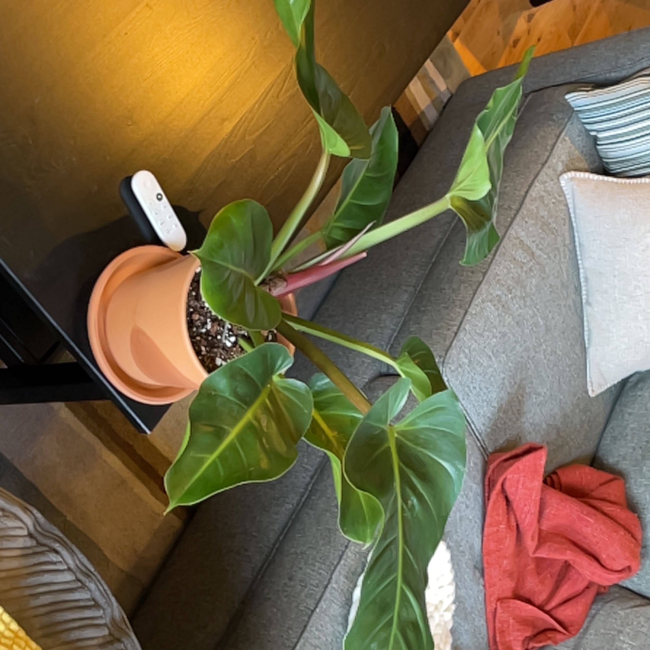 Philodendron Golden Melinonii plant in a pot on a couch, with healthy green leaves.