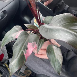 Pink Princess Philodendron plant in Leesburg, Virginia