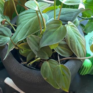 Philodendron Micans plant in Leesburg, Virginia