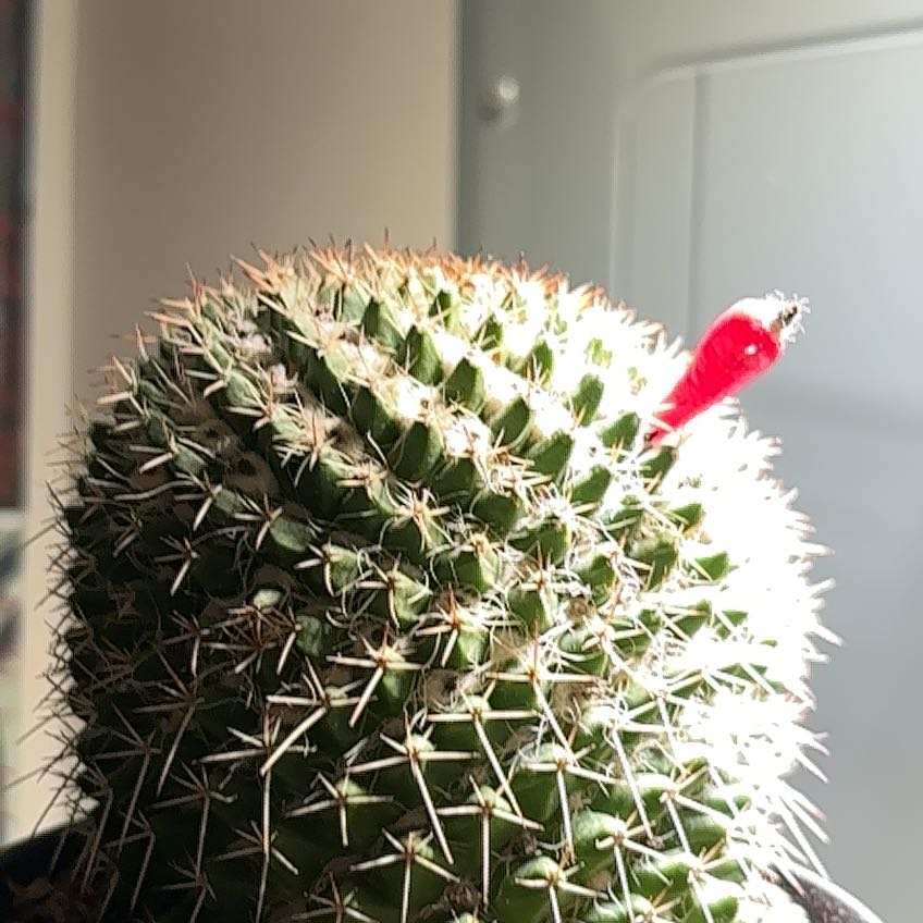 Photo of the plant species Mammillaria karwinskiana 'Nejapensis' by @IrrefutableBibi named Artemis on Greg, the plant care app