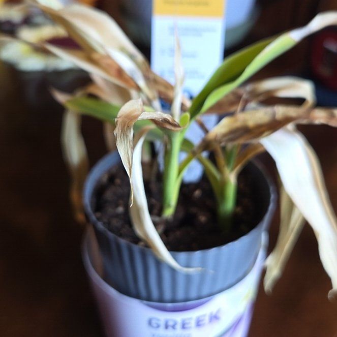 Photo of the plant species Dragon Tree by @ChirpyRhubarb named Kylie on Greg, the plant care app