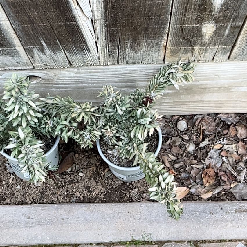 Photo of the plant species Callistemon 'Little John' by @MellowAsterium named Aria on Greg, the plant care app