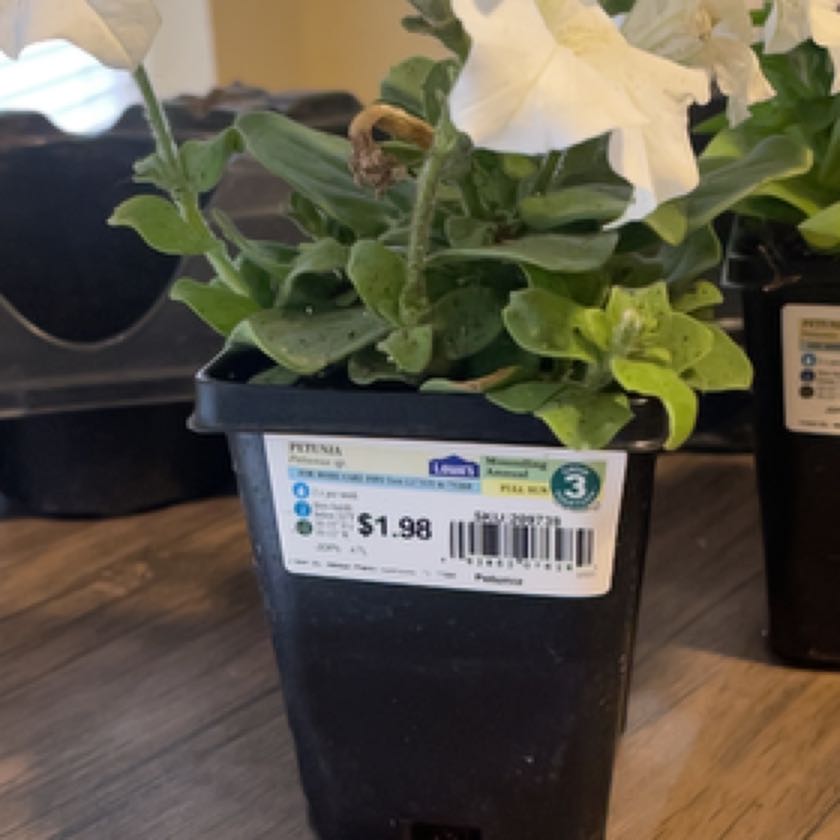 Photo of the plant species Queen of Hearts Petunia by @TidyCrossberry named Aristotle on Greg, the plant care app