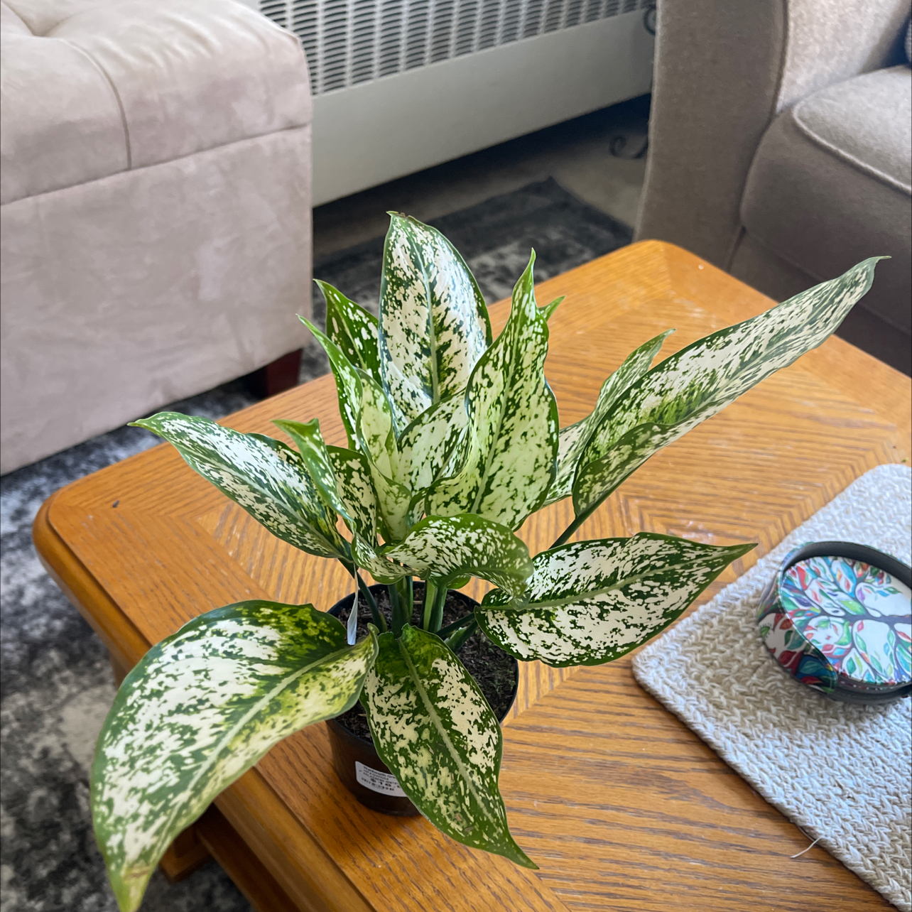 Photo of the plant species Wintery Winehouse Chinese Evergreen by @GratefulJonquil named Honey on Greg, the plant care app