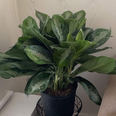 Photo of the plant species Aglaonema 'Golden Bay' by @GratefulJonquil named Baby on Greg, the plant care app