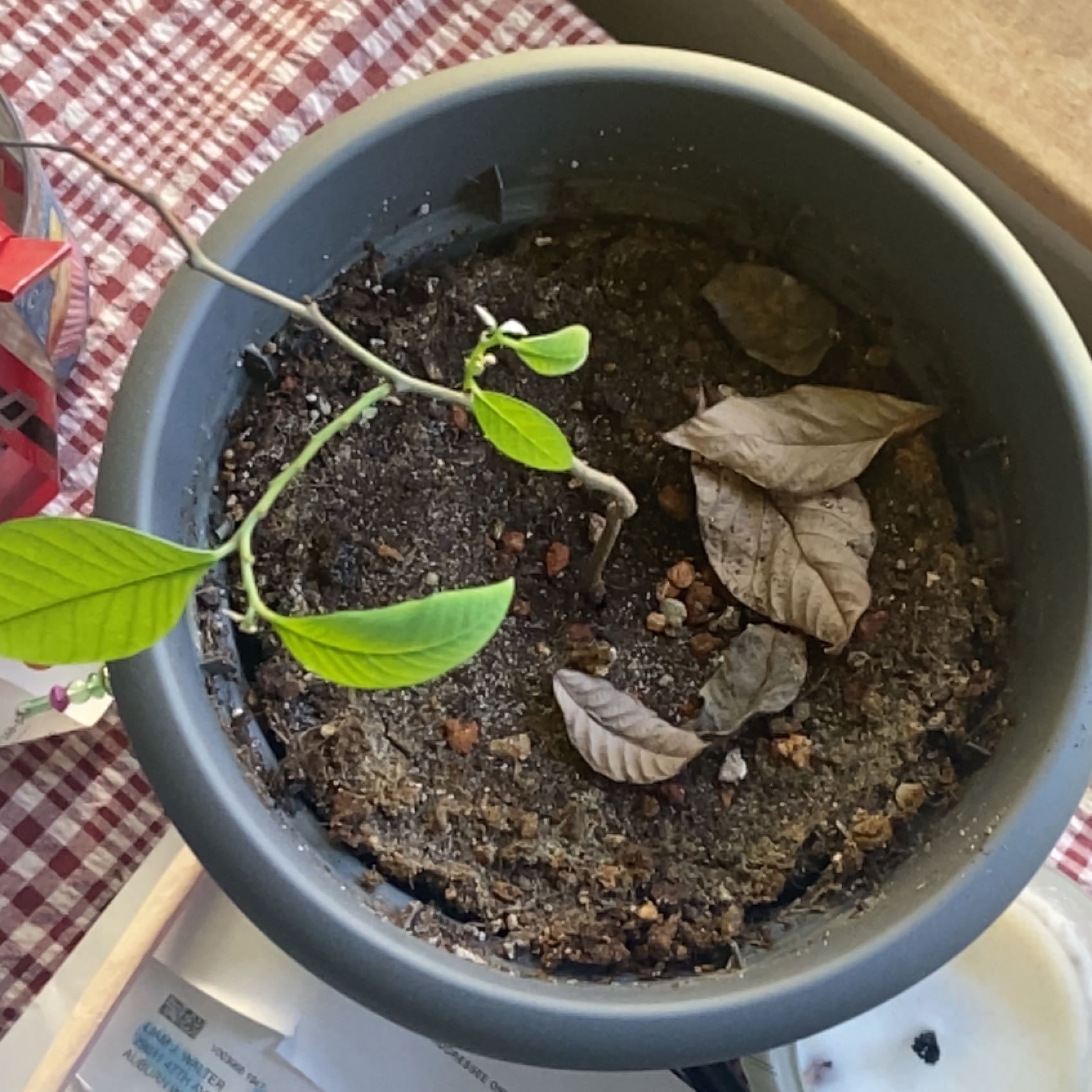 Photo of the plant species cherimoya by @PoshRedwood named Sproutacus on Greg, the plant care app