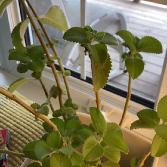 Photo of the plant species Spanish Thyme by @ZestfulCooperi named Homer on Greg, the plant care app