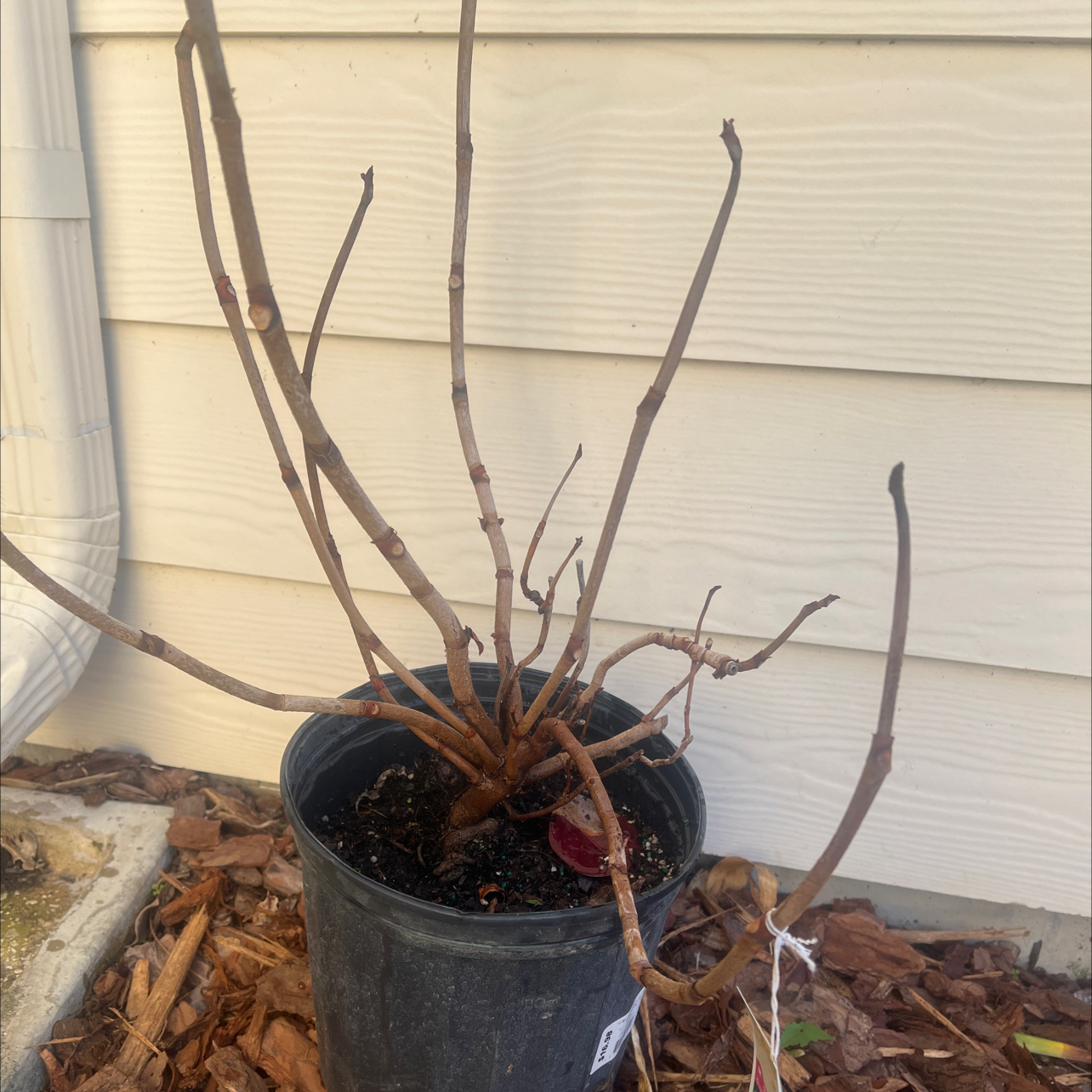 Potted Seagrape plant with bare stems and visible soil.