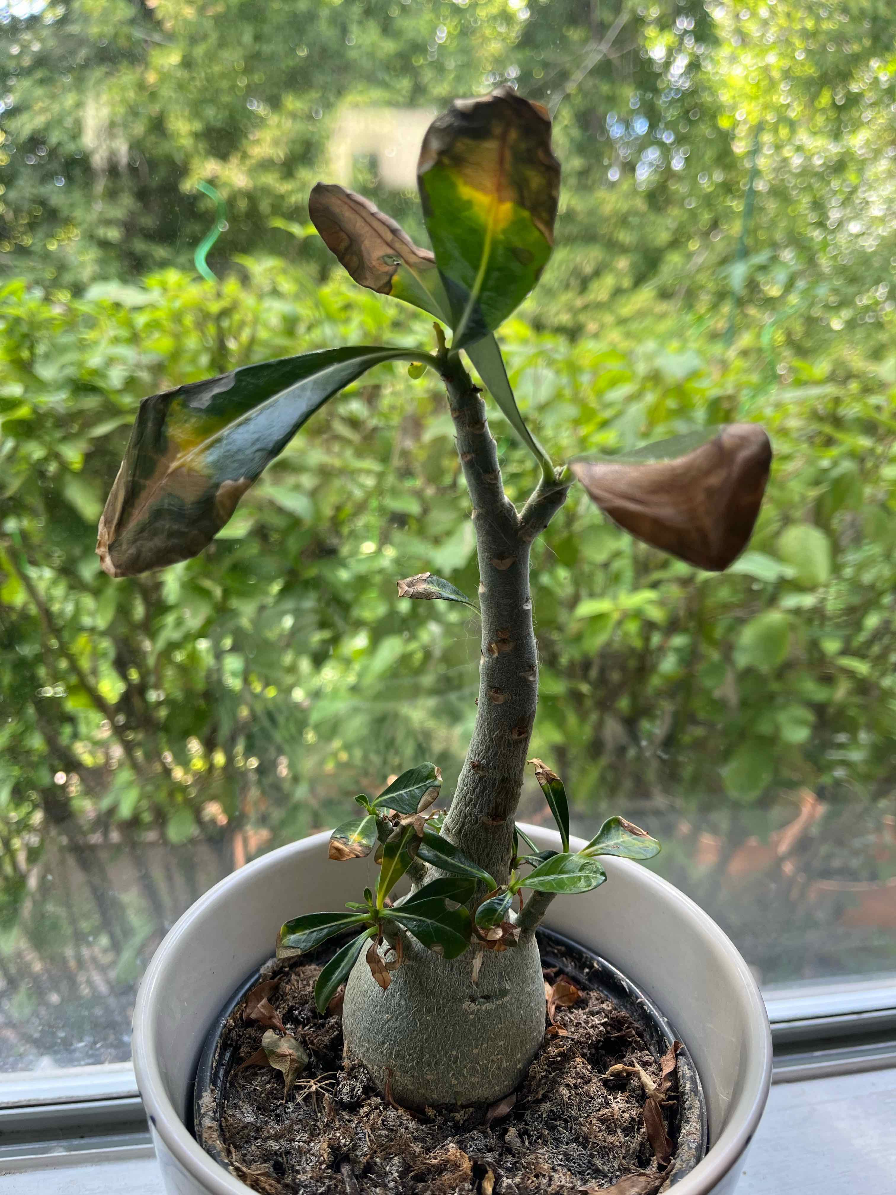 Why Are There Black Spots On My Desert Rose Plant Leaves?