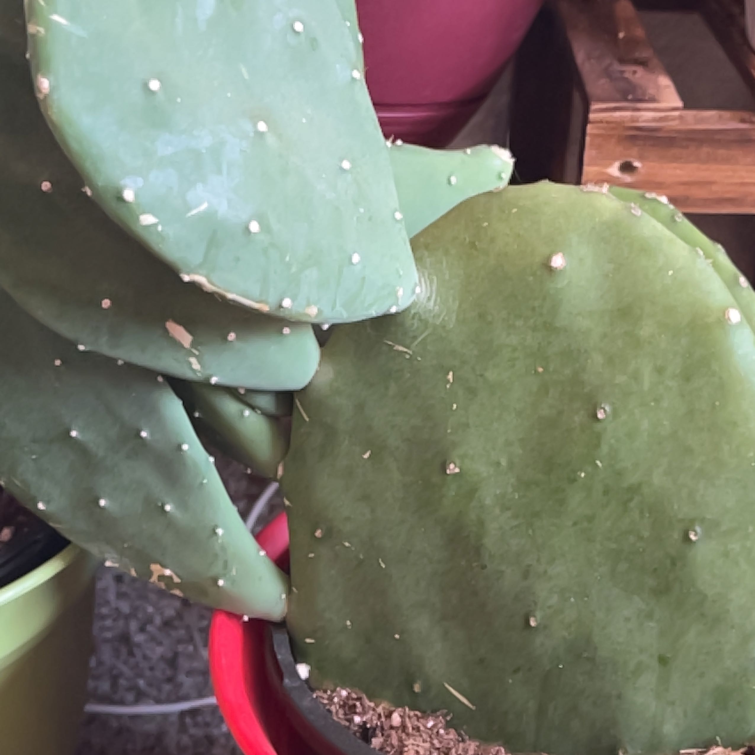 Photo of the plant species Opuntia 'Lime Green Dome' by @MyMorningPlant named Achilles on Greg, the plant care app