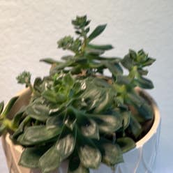 Pearl Echeveria plant