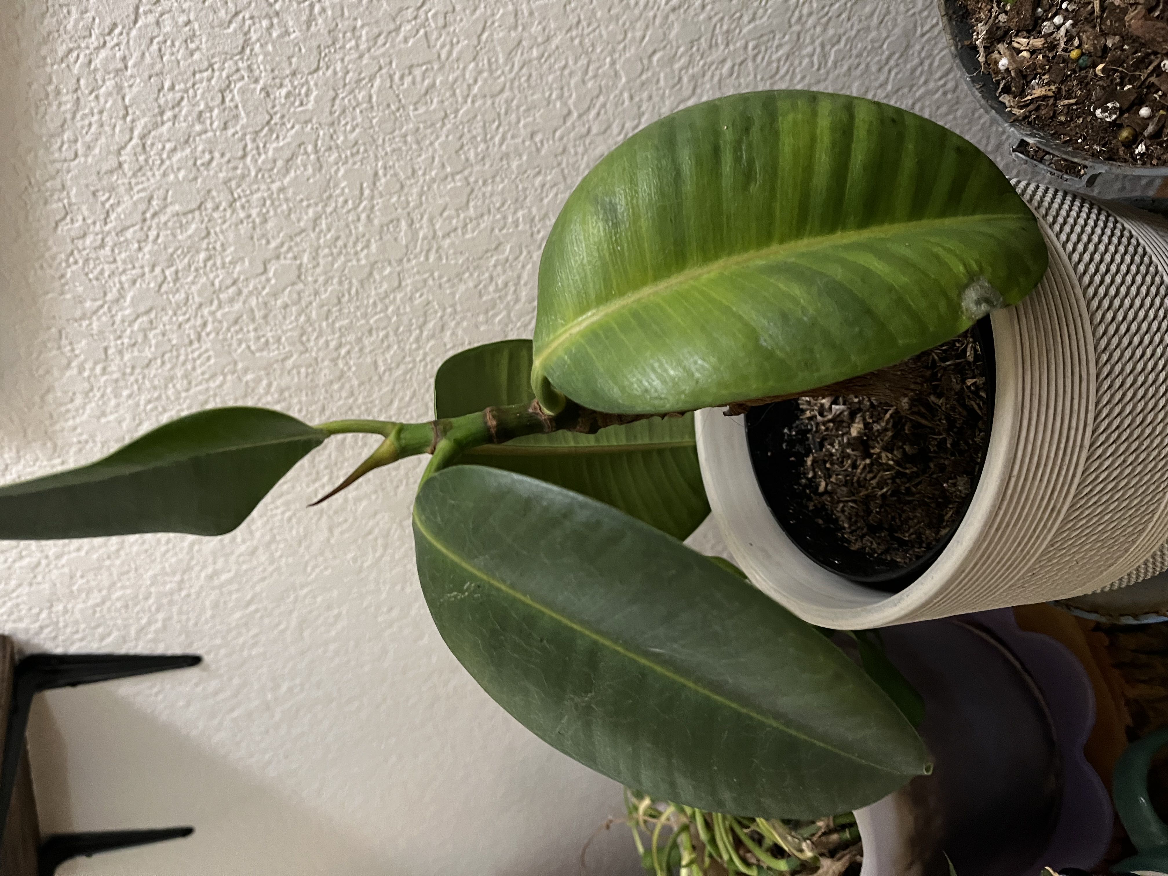 Rubber Plant Plant Care: Water, Light, Nutrients | Greg App 🌱