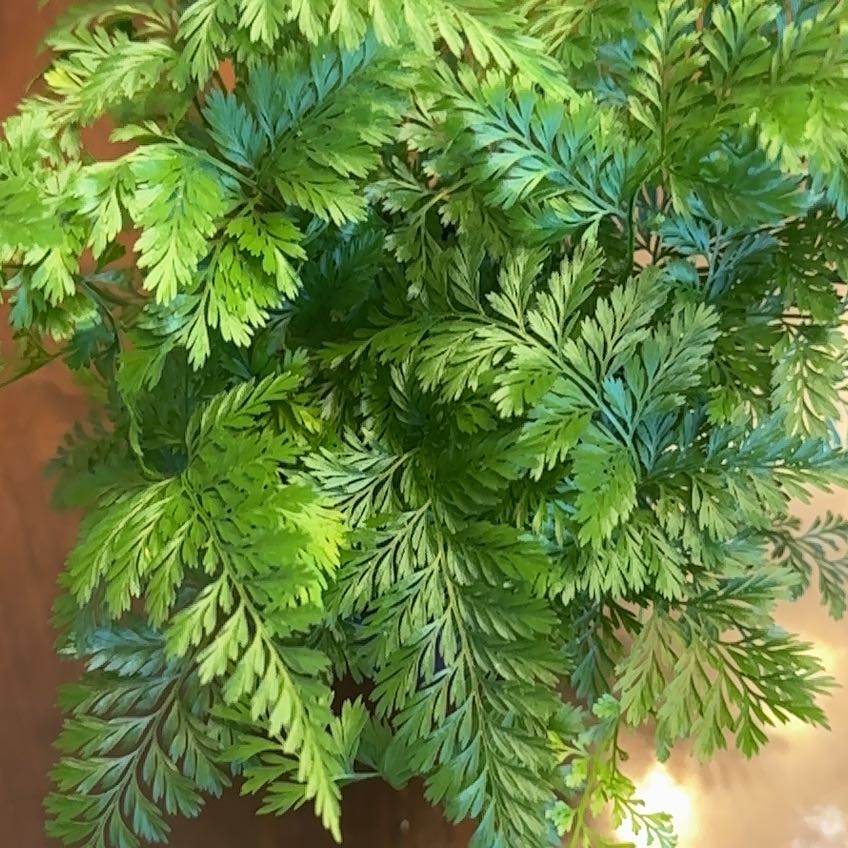 Image of a healthy Davallia Fern with lush, green fronds.