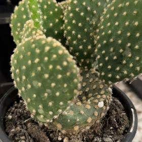 Photo of the plant species Opuntia microdasys 'Honey Mike' by @NobleCapeivy named Orwell on Greg, the plant care app