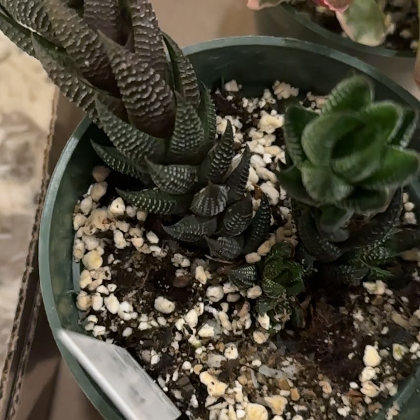 Potted Zebra Wart plant with multiple stems and visible soil with white pebbles.