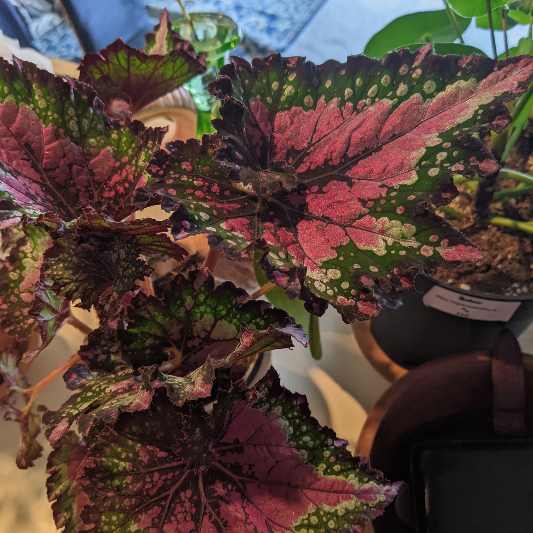 Photo of the plant species Rex Begonia Jurassic Watermelon by @PrincelyKiekie named Aristotle on Greg, the plant care app
