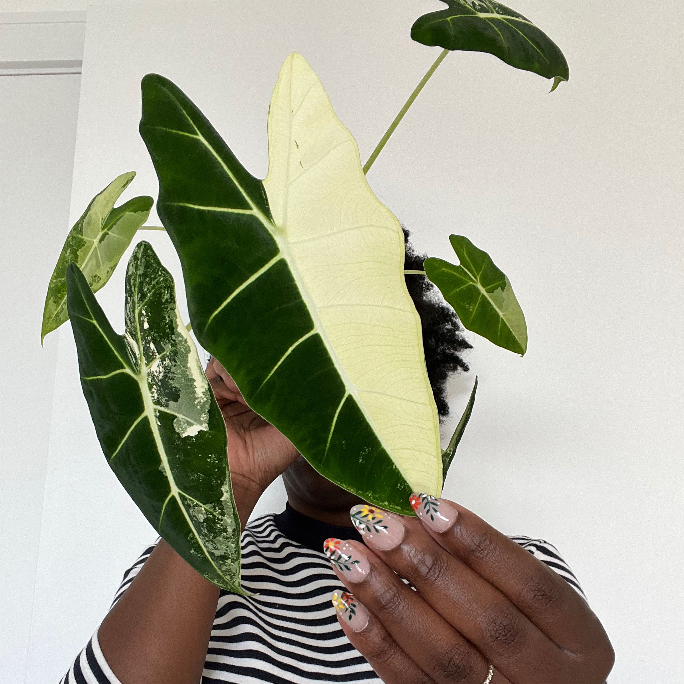 Variegated Alocasia frydek plant held by a person, showing healthy variegated leaves.