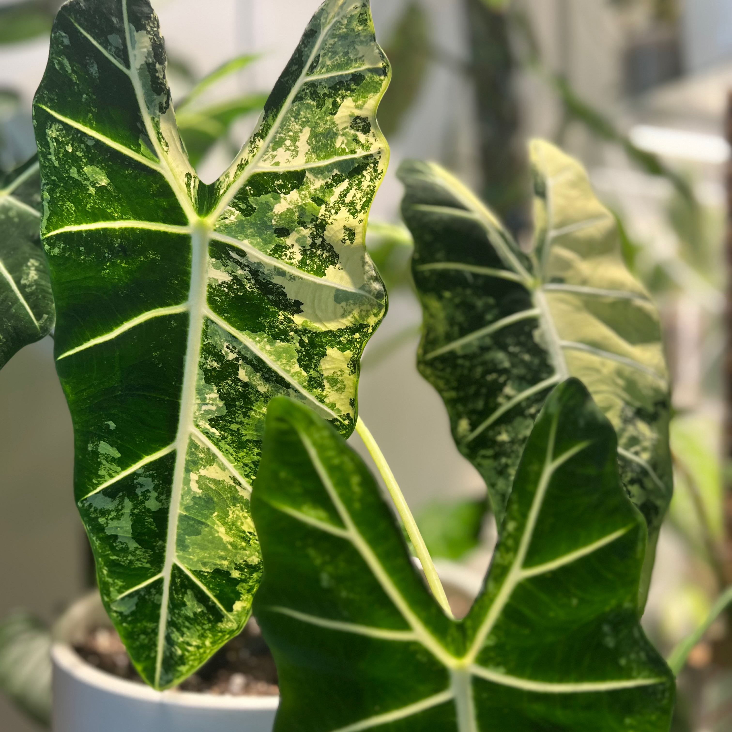 Variegated Alocasia frydek with prominent variegation on its leaves.