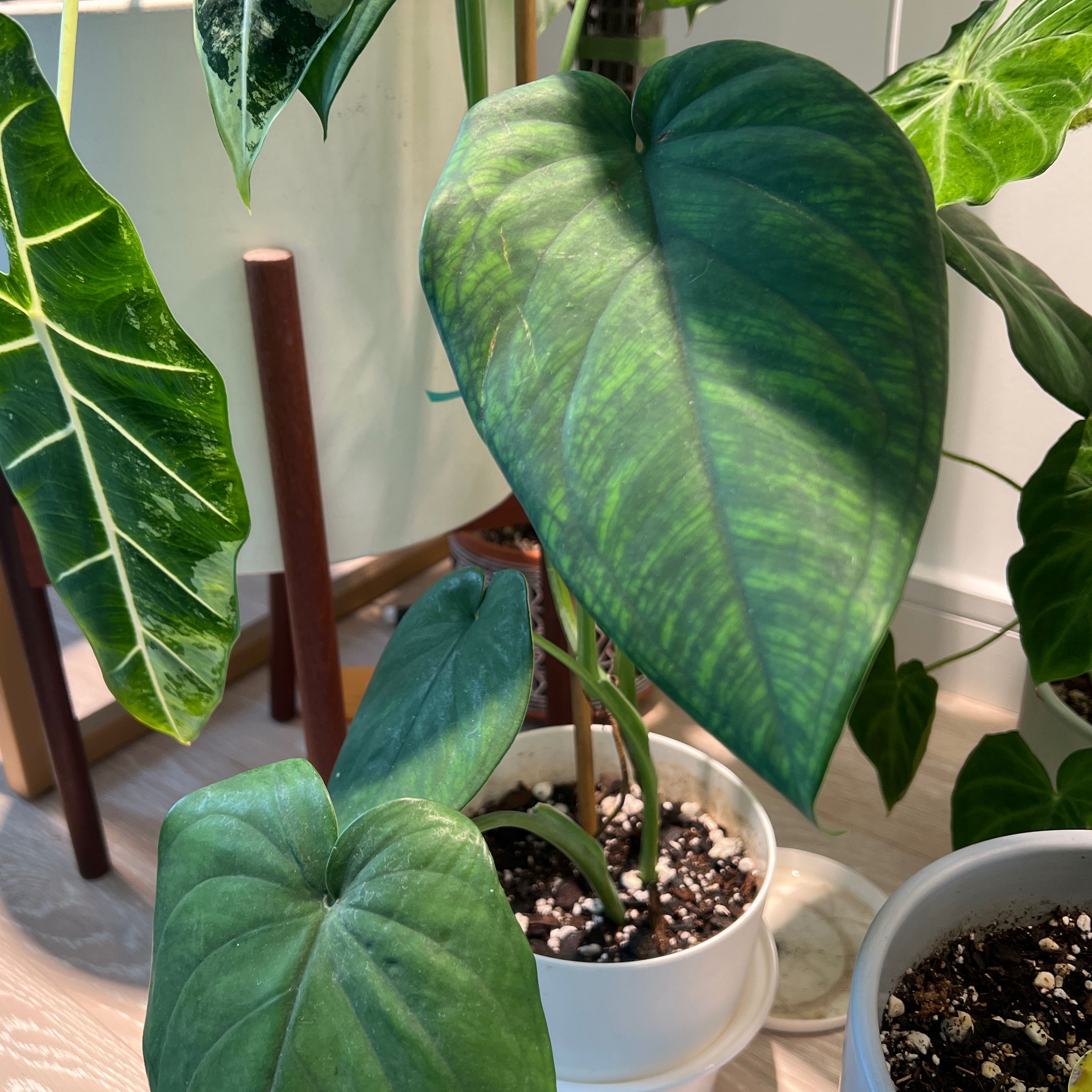 Syngonium chiapense plant with large green leaves in a white pot, well-maintained soil visible.