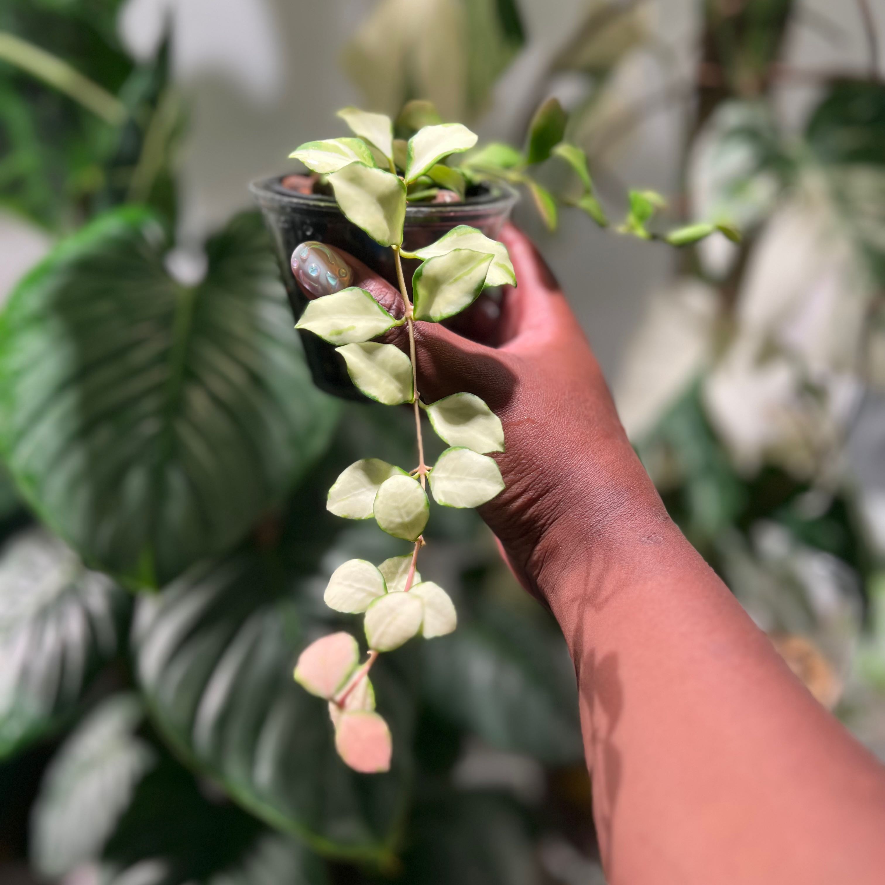 Hoya heuschkeliana variegata plant with variegated leaves held by a hand.