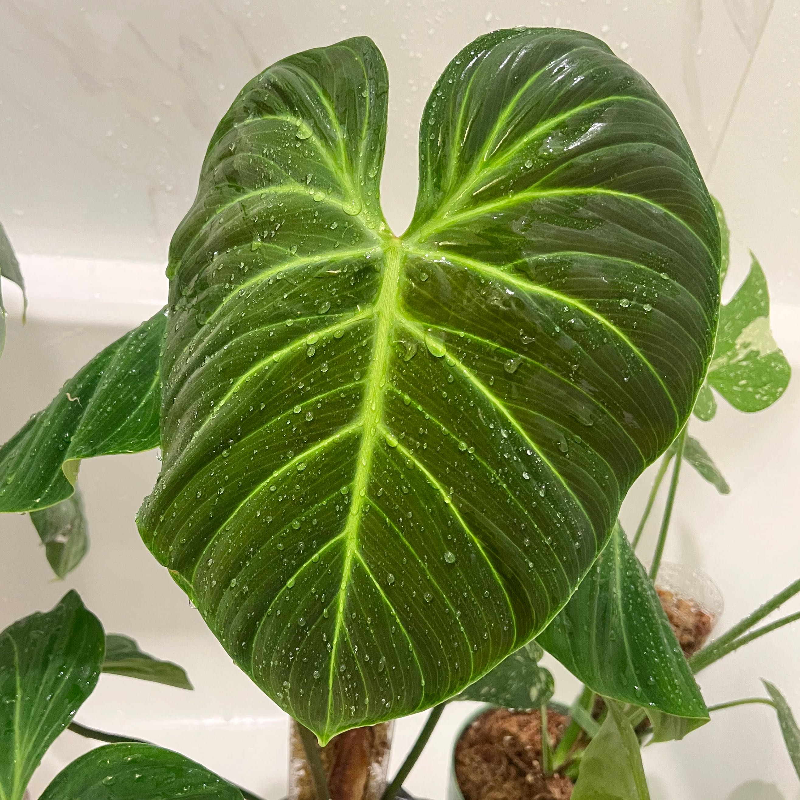 Philodendron El Choco Red with vibrant green leaves and visible soil.