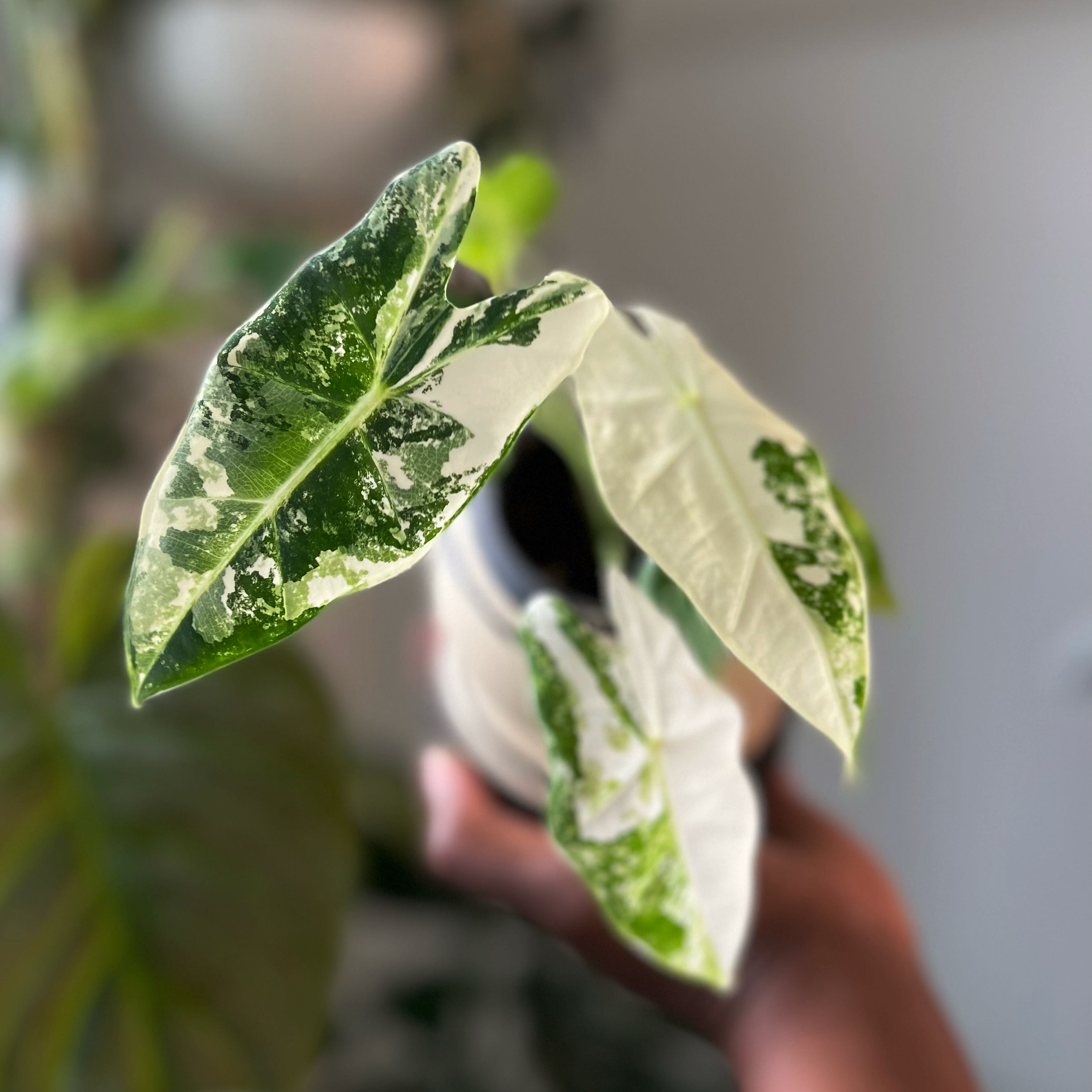Variegated Alocasia frydek plant with variegated leaves held by a hand.