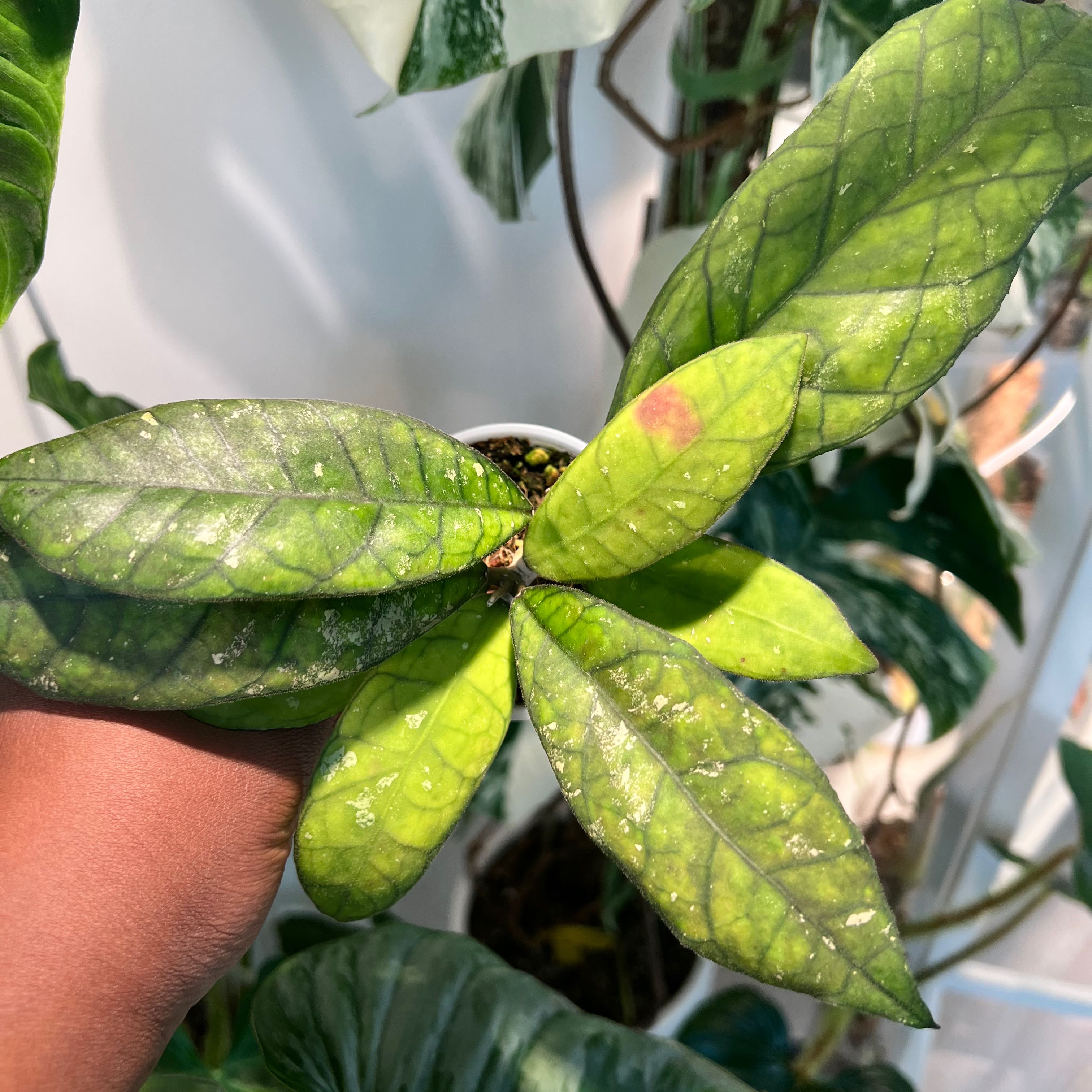 Hoya finlaysonii plant with yellowing and browning leaves, held by a hand.