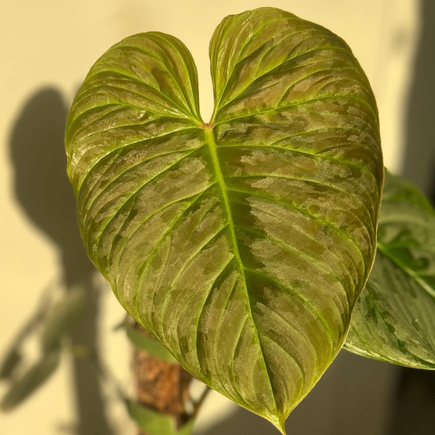 Close-up of a healthy Philodendron 'Majestic' leaf with clear venation.