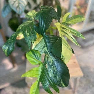 Variegated Florida Beauty Philodendron plant in New York, New York
