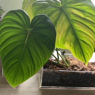 philodendron mcdowellii plant in New York, New York