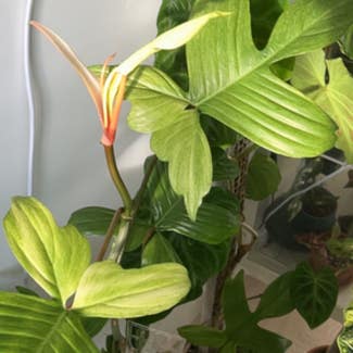 Philodendron 'Florida Ghost' plant in New York, New York