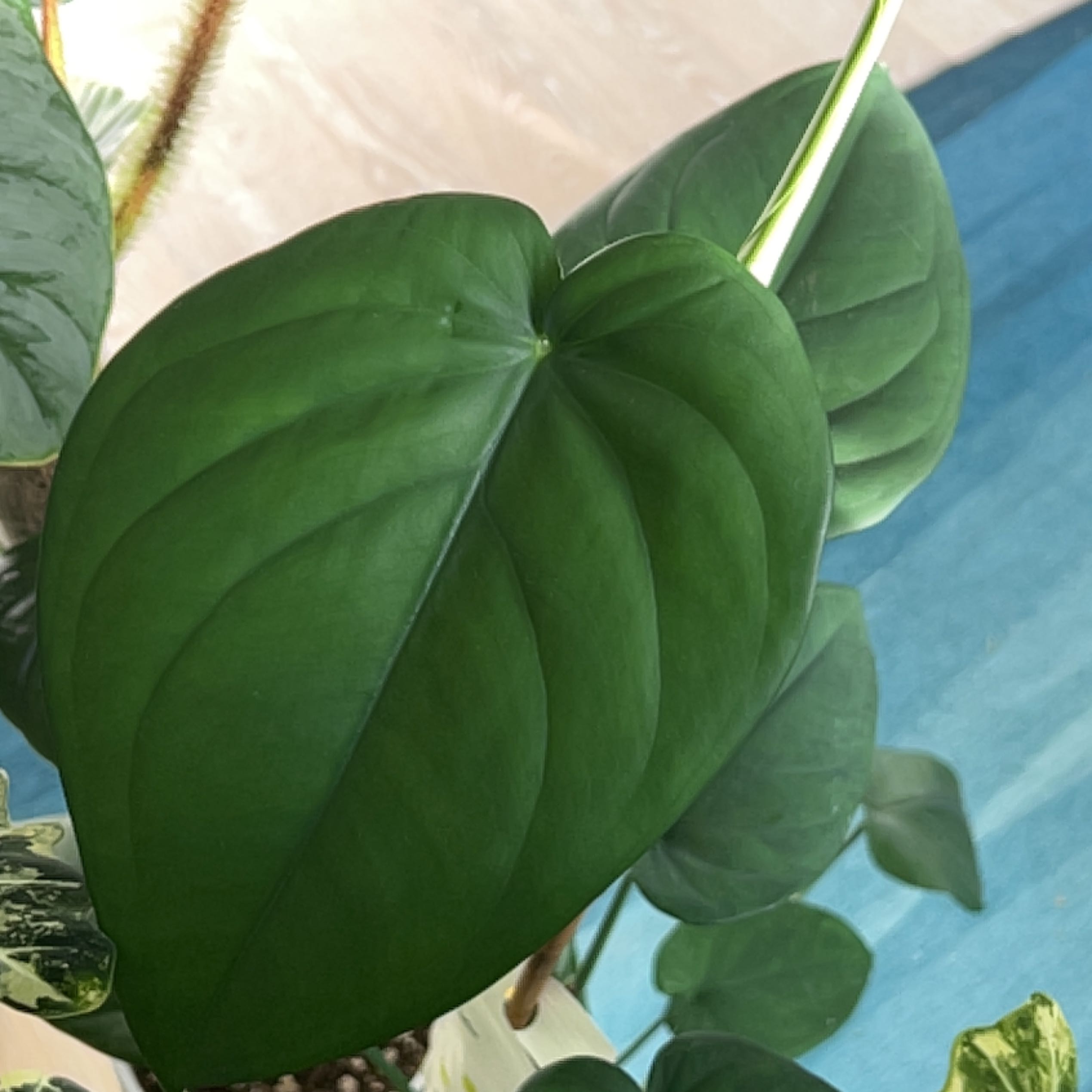 Healthy Syngonium chiapense plant with large, green leaves.