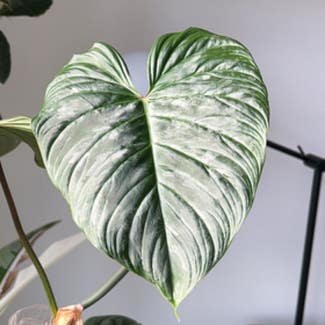 Philodendron 'Majestic' plant in New York, New York