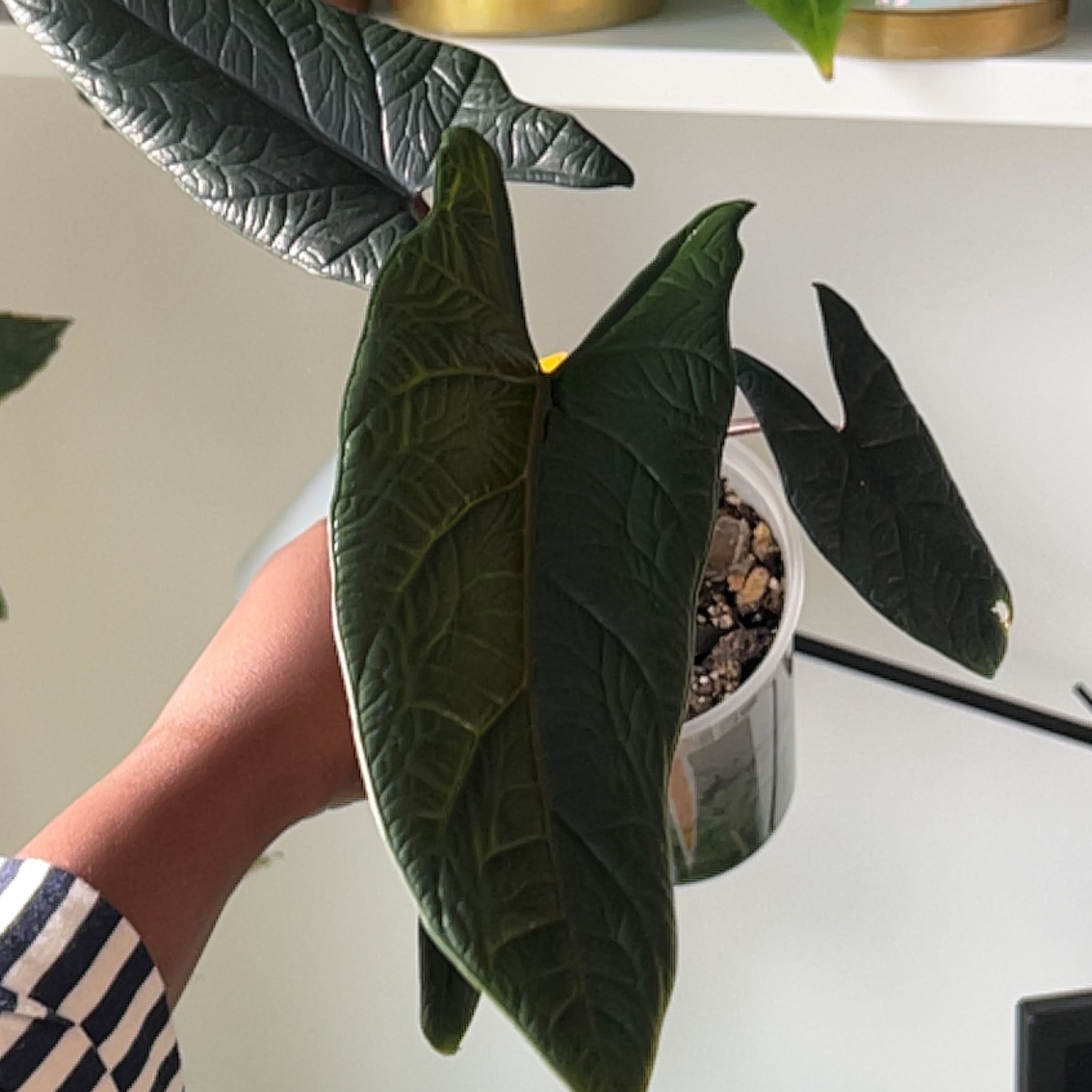 Alocasia Scalprum plant with dark green, elongated leaves held by a hand.