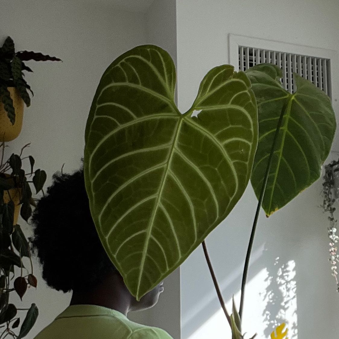 Anthurium regale plant with large green leaves and white veins indoors.