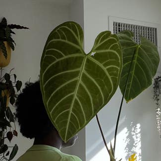 Anthurium regale plant in New York, New York