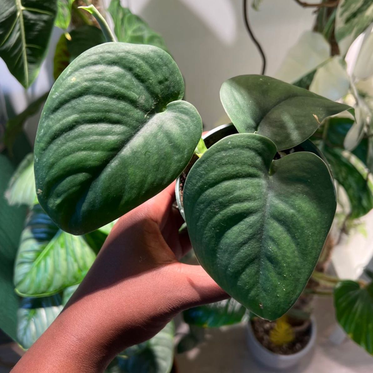 Jade Satin Pothos plant with large, dark green leaves held by a hand.